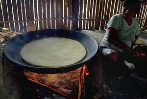 Maniok wortel, ook bekend als tapioca of cassave