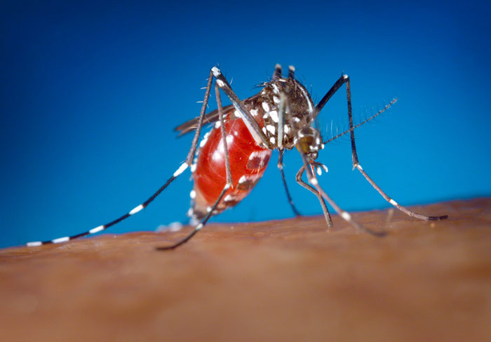 Aedes albopictus - Klik hier om terug te keren naar het feiten overzicht