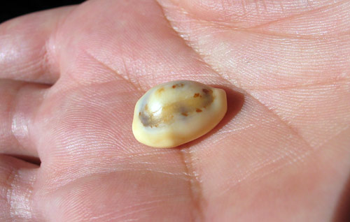Kauri schelpje gevonden op het strand van Westkapelle in Zeeland